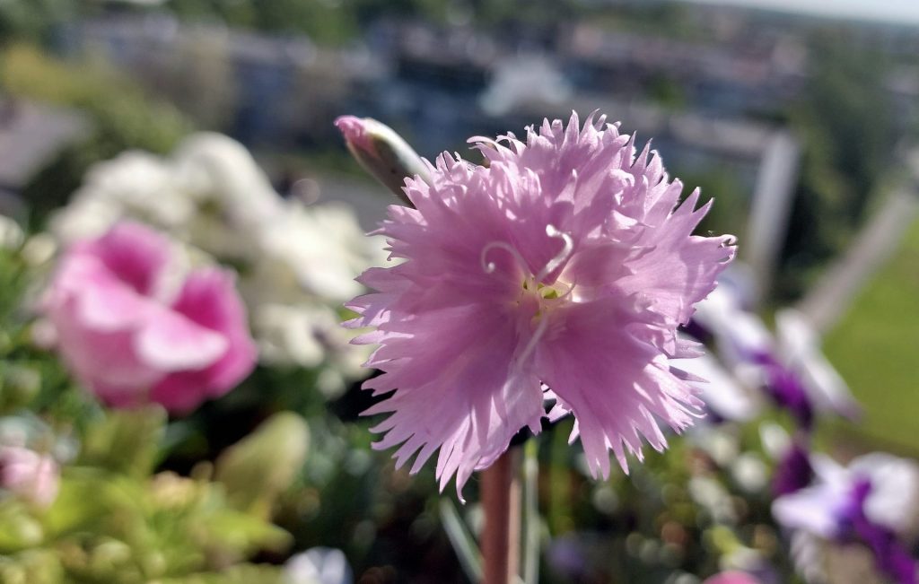 Nagymamám kedvenc virága