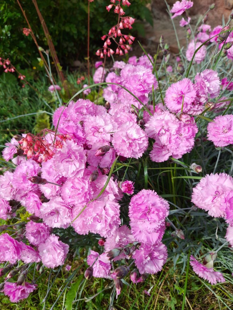 Pünkösdi szekfű, elromlott naptárral