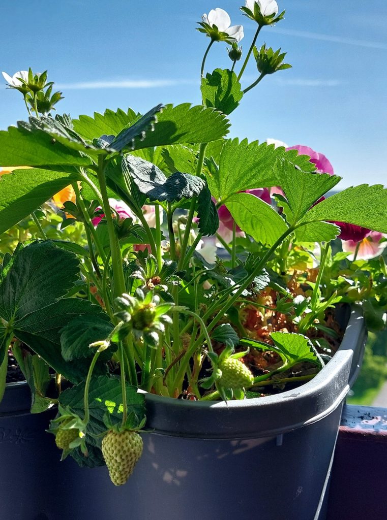 Ács Margit/nővérem/hagyatéka kúszó eper!