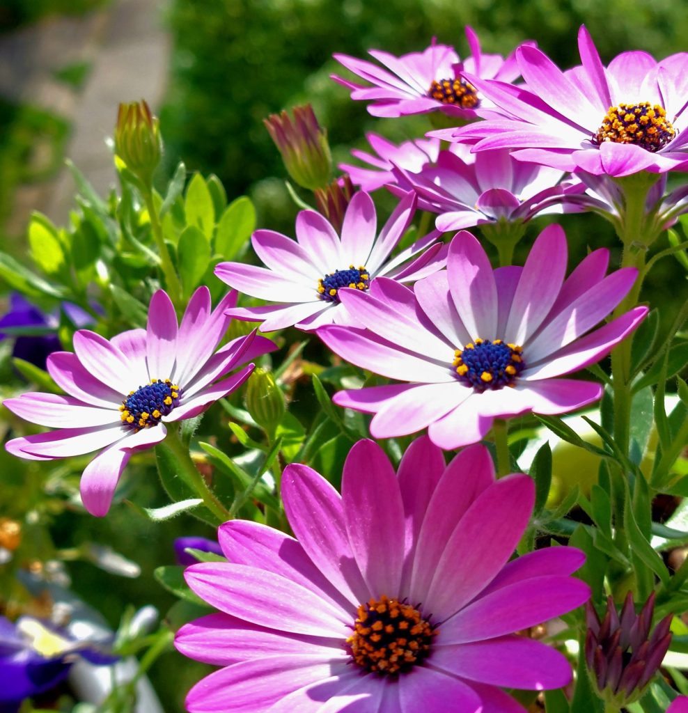 Szeretteim kedvenc növényei!